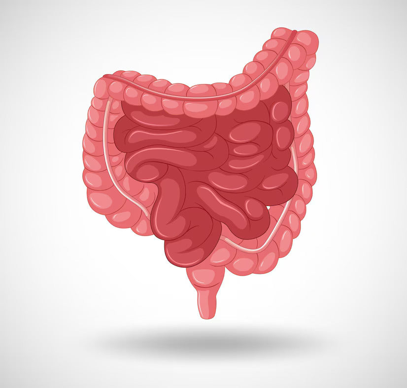 Injury to the Small Intestine